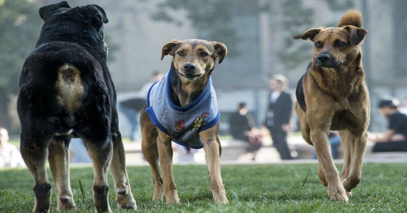 Más de 4 millones de perros podrían ser sacrificados en Turquía.