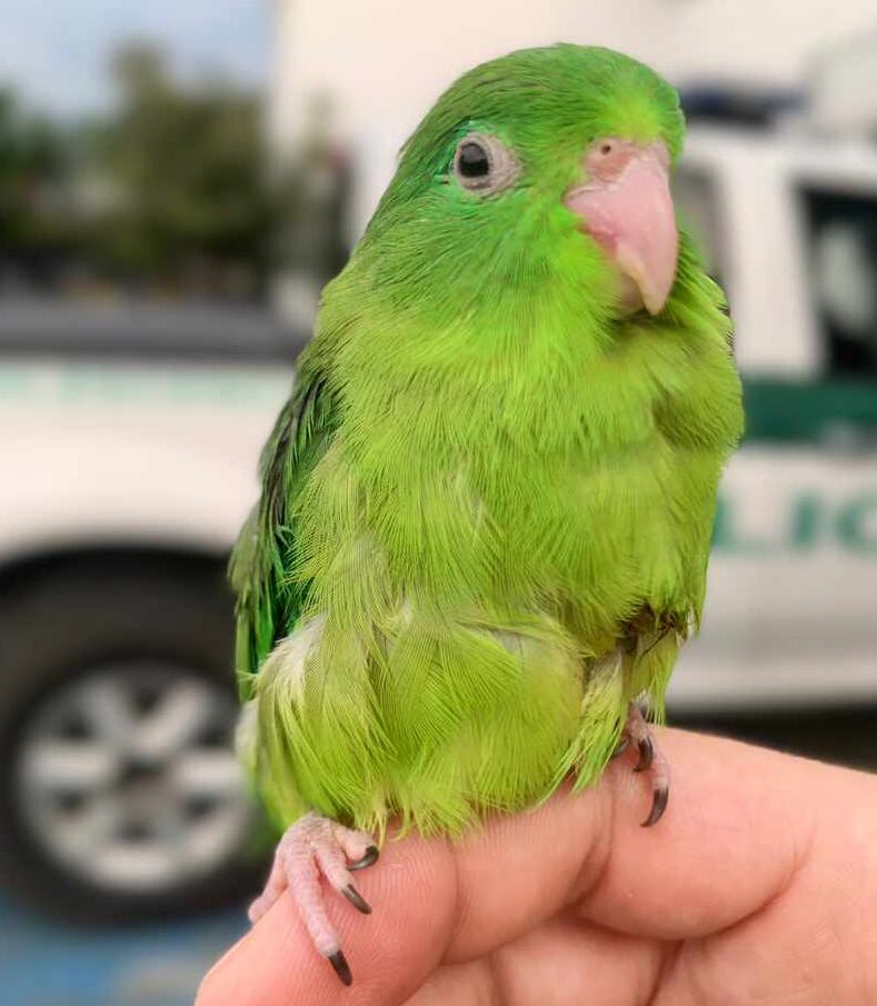 Los animales serán regresados a su hábitat natural