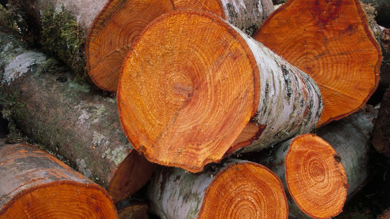 Este gremio sostuvo que Colombia tiene un gran potencial para generar una industria maderera sostenible, pero se podría ver afectado por las restricciones de la Reforma Tributaria.