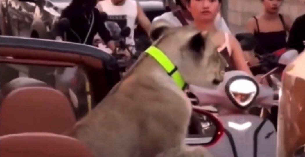 La Policía investigó el hecho a raíz del video subido a las redes sociales