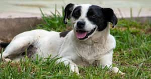 En temporada de cuarentena ha incrementado la adopción de perros y gatos en varias ciudades del mundo.. Foto: CAR Cundinamarca.