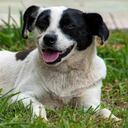 En temporada de cuarentena ha incrementado la adopción de perros y gatos en varias ciudades del mundo.. Foto: CAR Cundinamarca.
