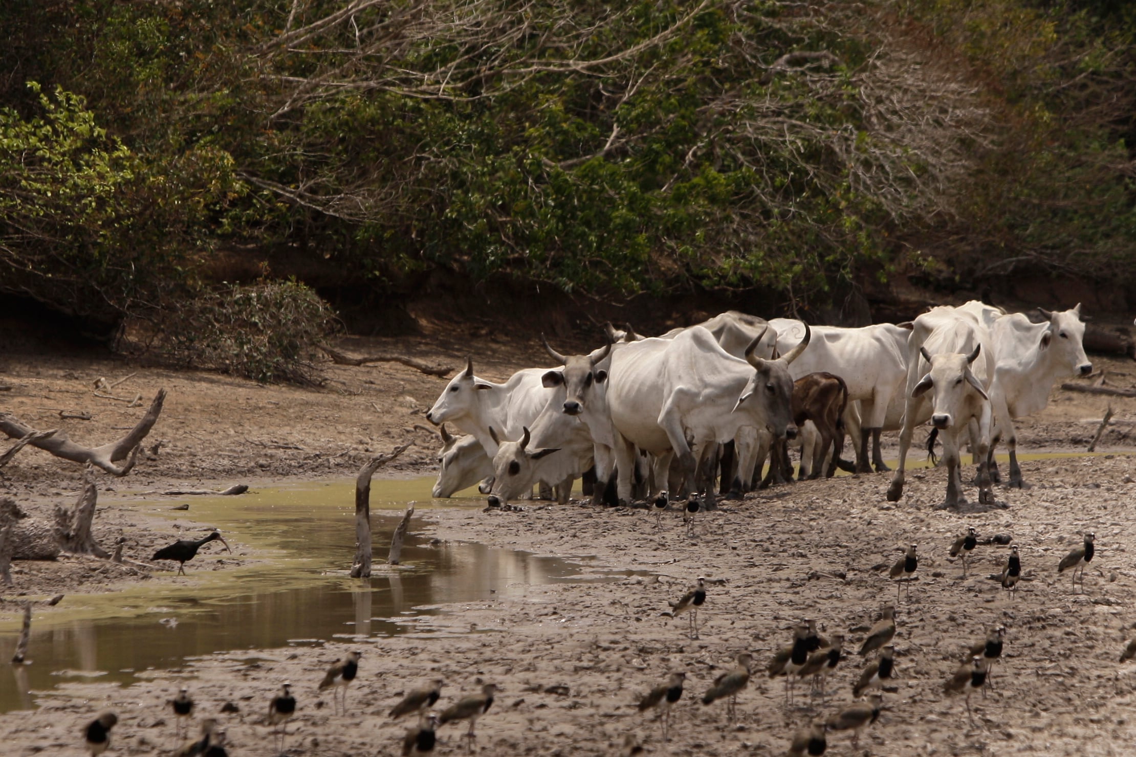 Ganado busca agua en un charco en medio de la sequía en el Casanare. La escasez hídrica pone al límite a animales y ecosistemas en los Llanos Orientales.