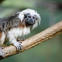 El caimán del Orinoco, la Danta colombiana, el Tití cabeciblanco y el Paujil de pico azul son algunas de las especies que enfrentan grados de amenaza en el país.