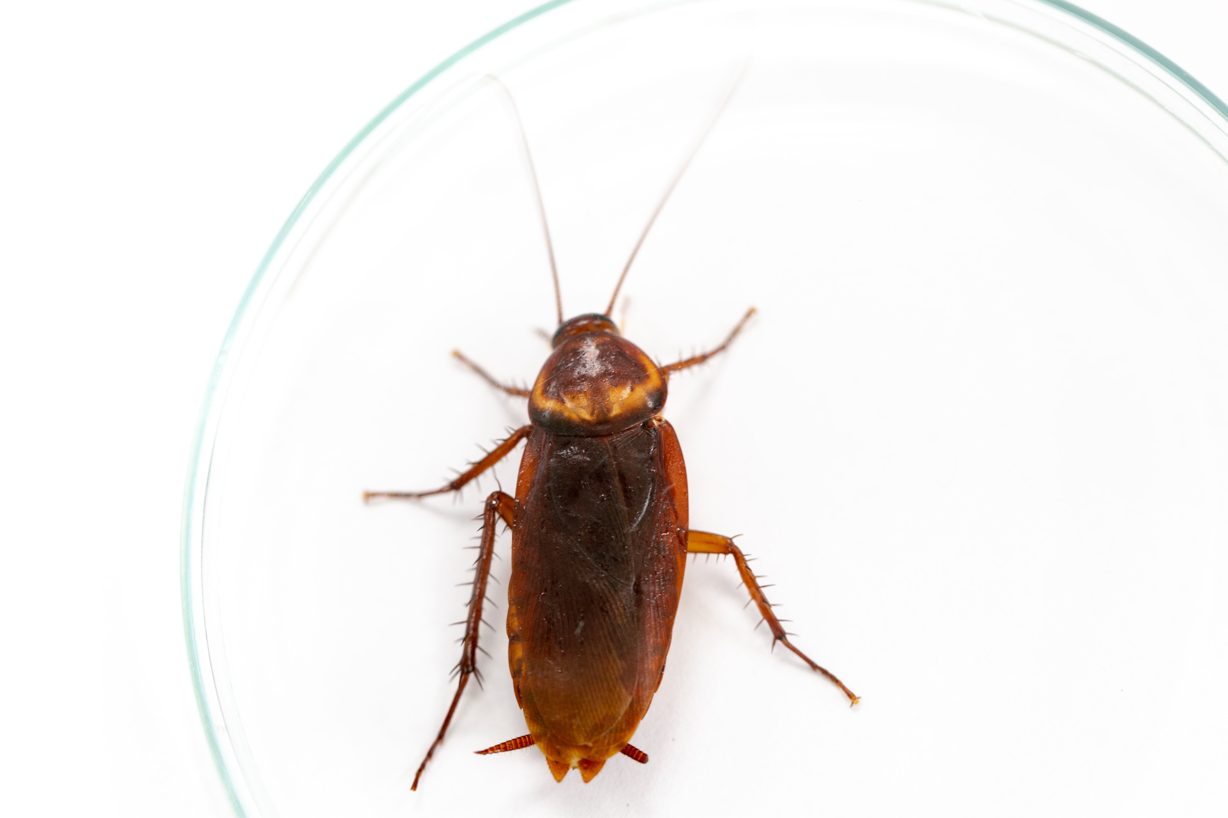 Cucaracha alemana (Blattella germanica).