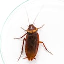 Cucaracha alemana (Blattella germanica).