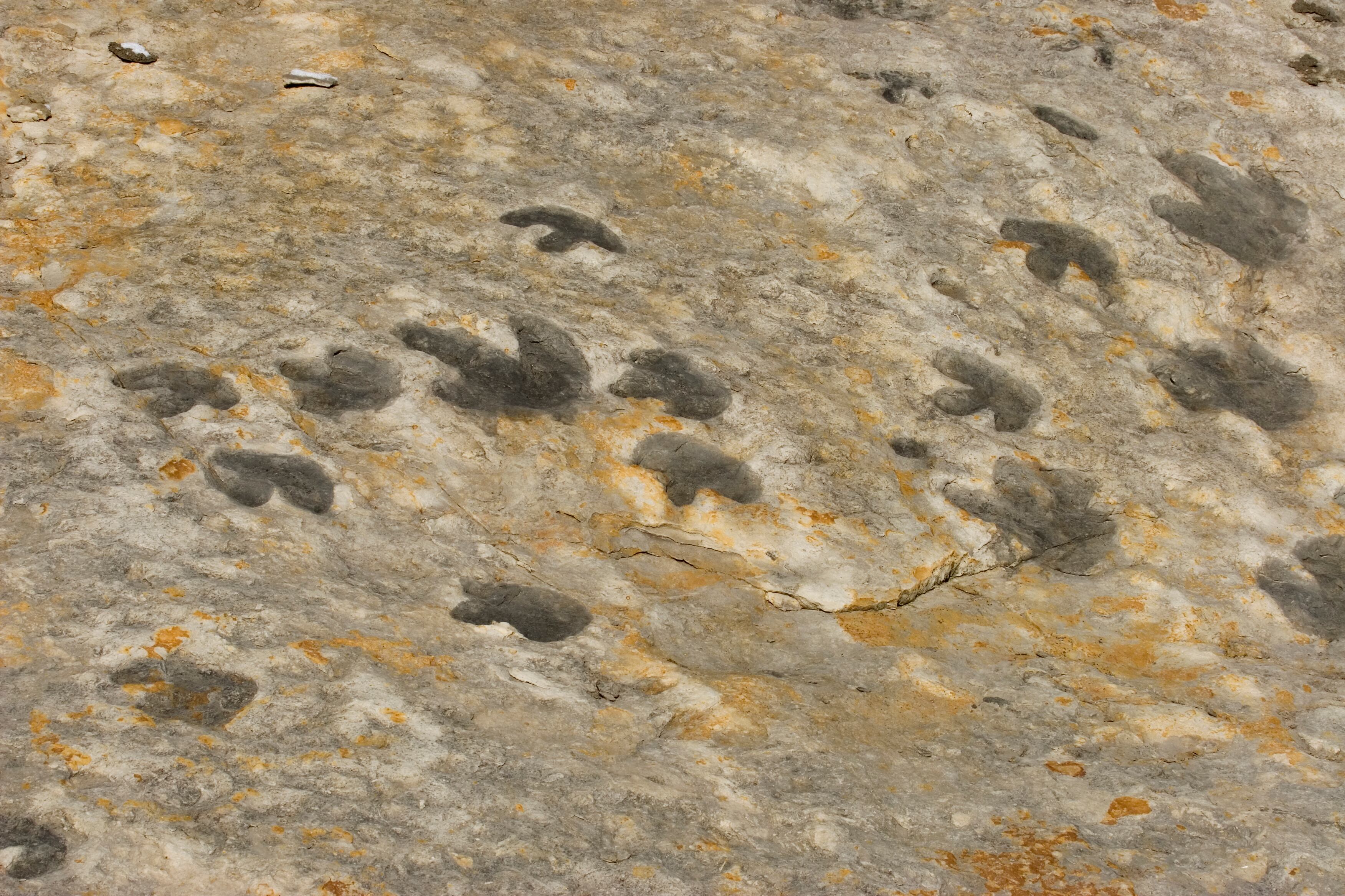 Una nueva app permite identificar huellas de dinosaurios de millones de años a partir de imágenes o bocetos cargados desde un teléfono móvil.