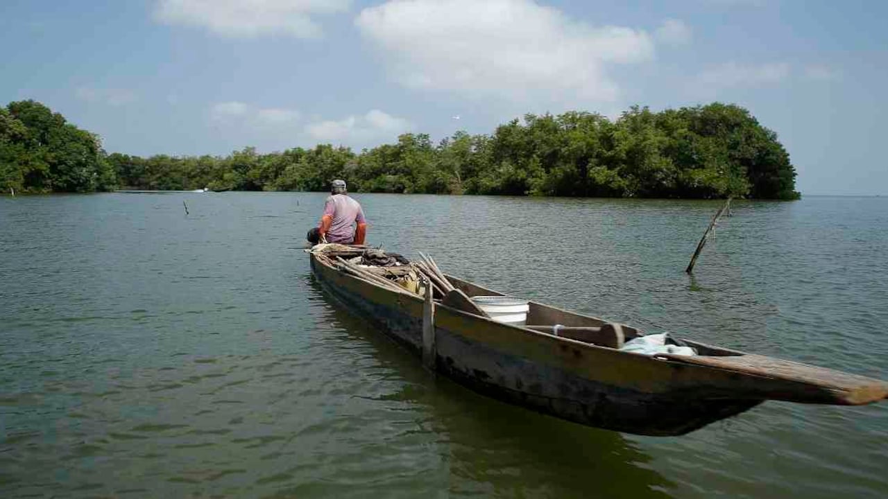 La Ciénaga Grande de Santa Marta es uno de los complejos lagunares más grandes e importante del país. Foto: Guillermo Torres/Semana.