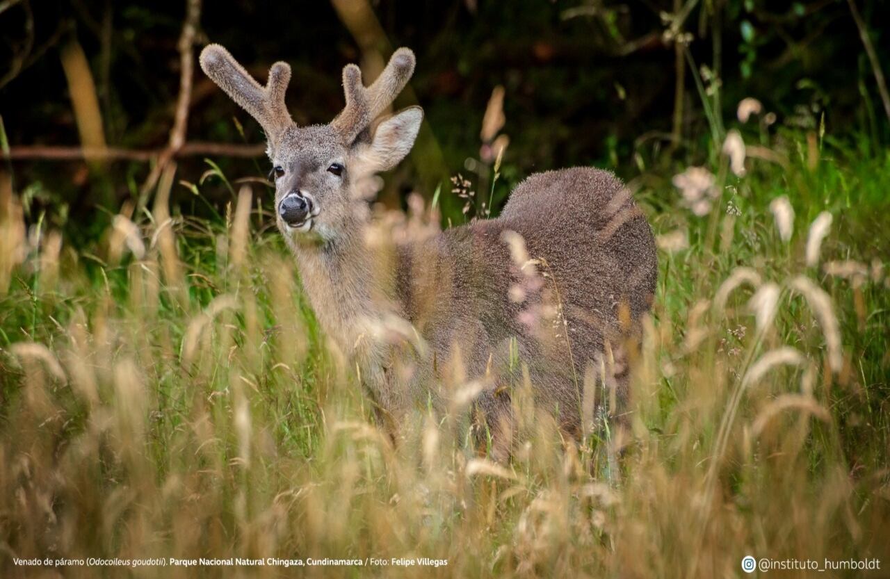 Venado de páramo (Odocoileus goudotii). Parque Nacional Natural Chingaza, Cundinamarca.