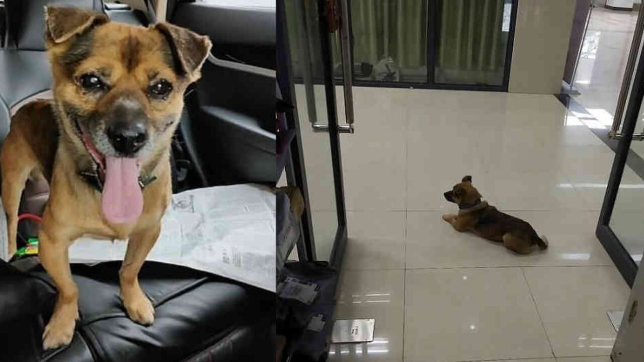 El animal se encuentra en un centro de protección animal a la espera de ser adoptado.