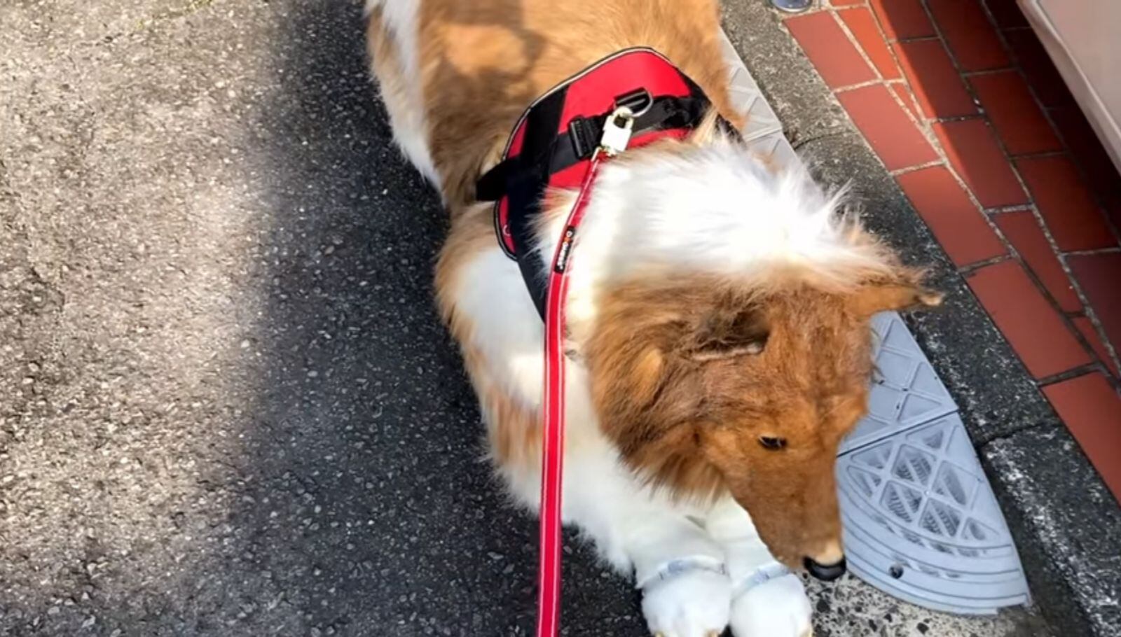 El hombre asegura que ahora su objetivo es conseguir trabajo como actor de cine