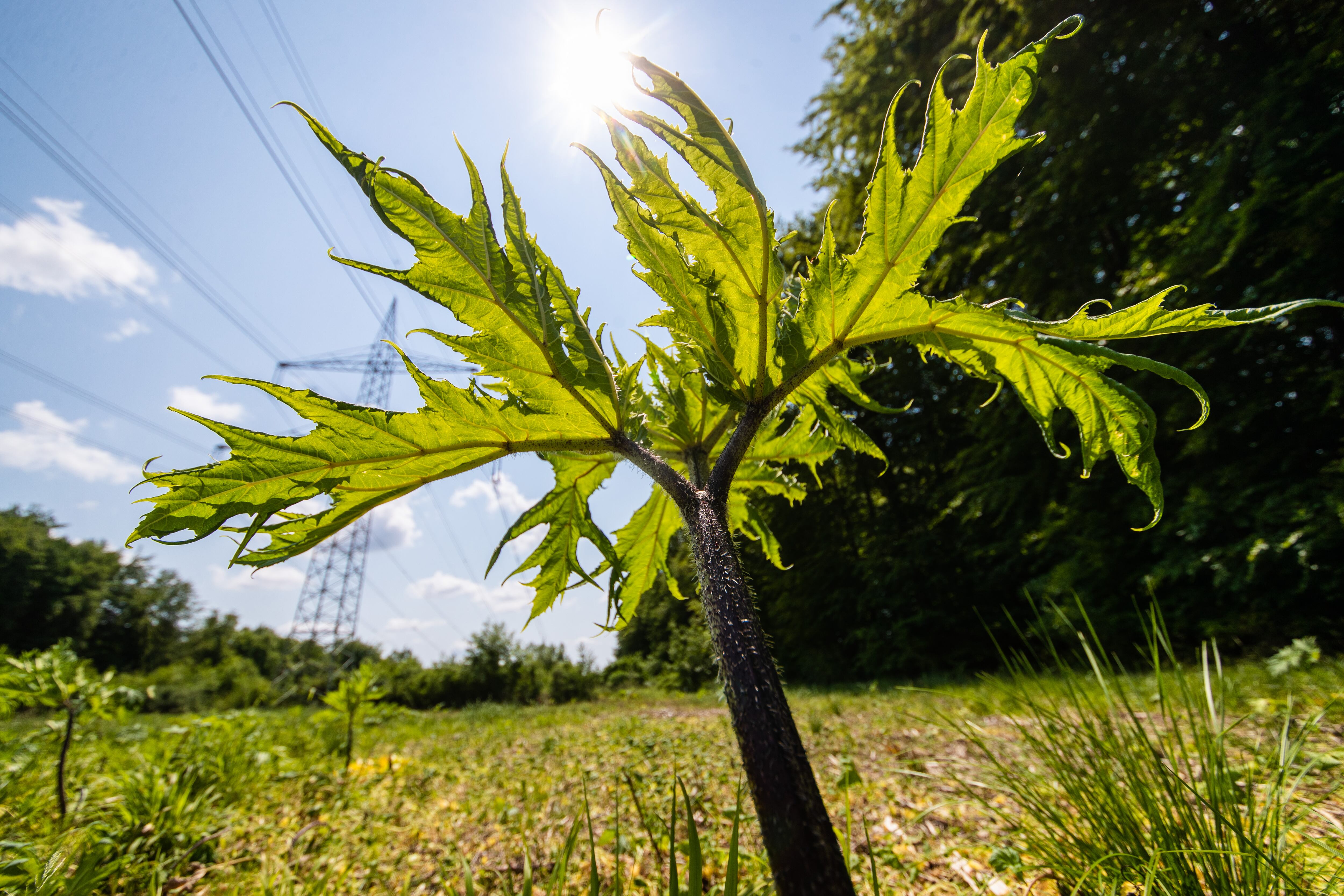 Plantas gigantes de hogweed crecen en un prado en una zona boscosa cerca de Blaubeuren. La savia de la planta es peligrosa y puede causar quemaduras en la piel.