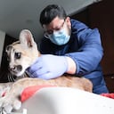 Puma incautado en Bogotá