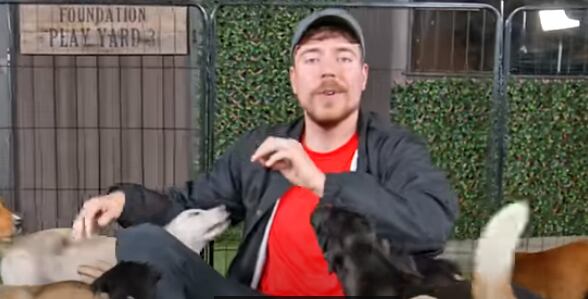 Mr. Beast ayudó a cien perros de la calle y les dio todas las garantías para que puedan vivir plenamente con nuevas familias.