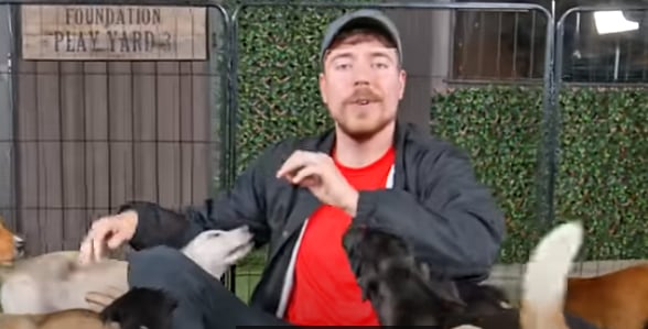 Mr. Beast ayudó a cien perros de la calle y les dio todas las garantías para que puedan vivir plenamente con nuevas familias.