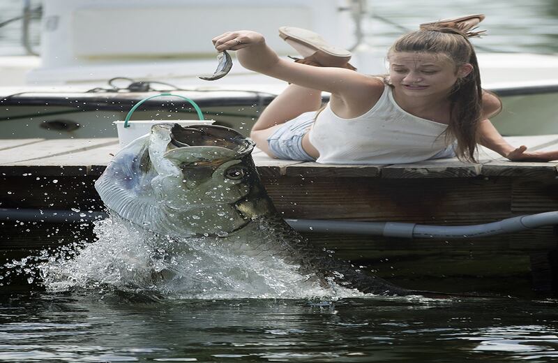 Una joven alimenta a un sábalo gigante en Islamorada, Florida, Estados Unidos. (AP/J Pat Carter)