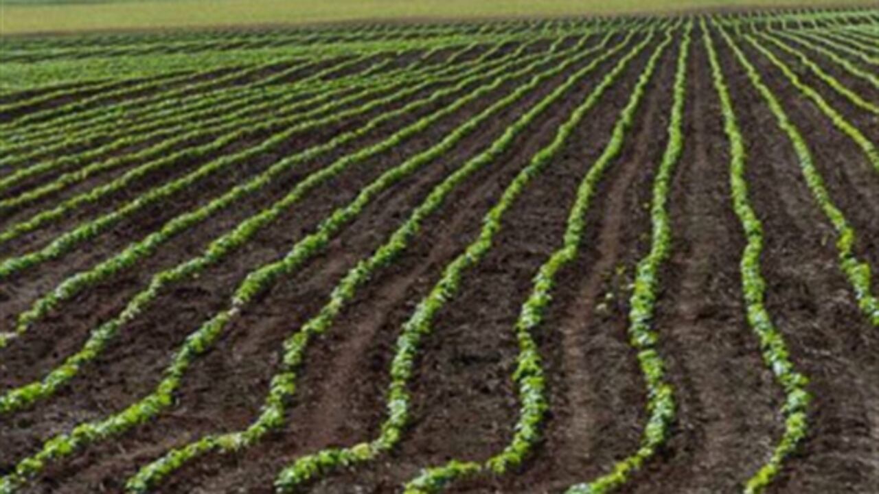 La agricultura es uno de los sectores más afectados para el desarrollo de la economía en la región centro del país.
