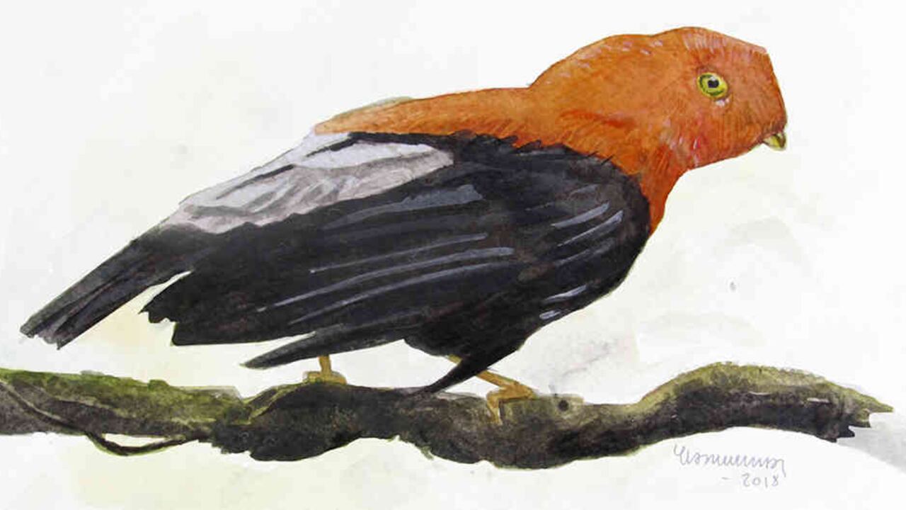 Gallo de peña, especie nativa del centro y sur de América.