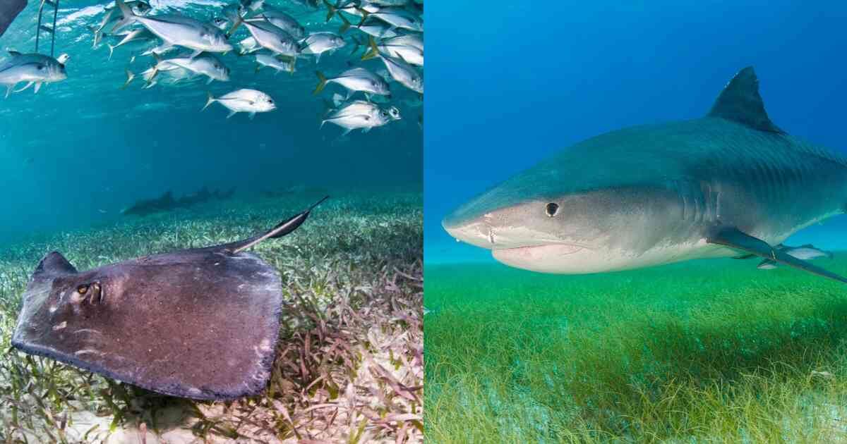 Las rayas y tiburones son fundamentales para la salud del planeta. Fotos:  Antonio Busiello (WWF-US) y Marion Kraschl (Shutterstock).