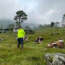 Los administradores de algunas haciendas ganaderas en el norte del departamento les hacían creer a los dueños que los animales habían muerto por enfermedad