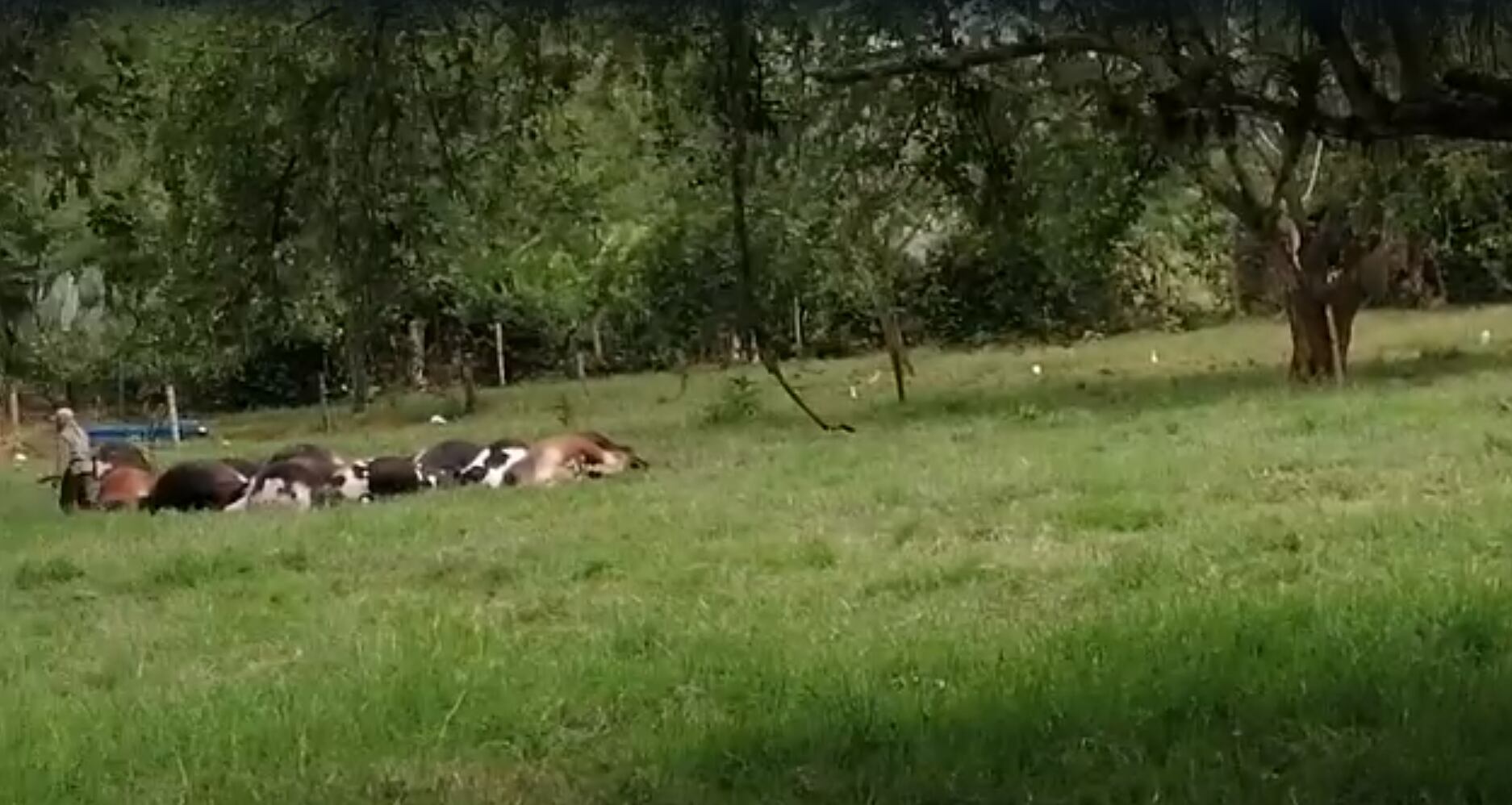 Hasta el momento se desconoce con exactitud qué fue lo que ocurrió.