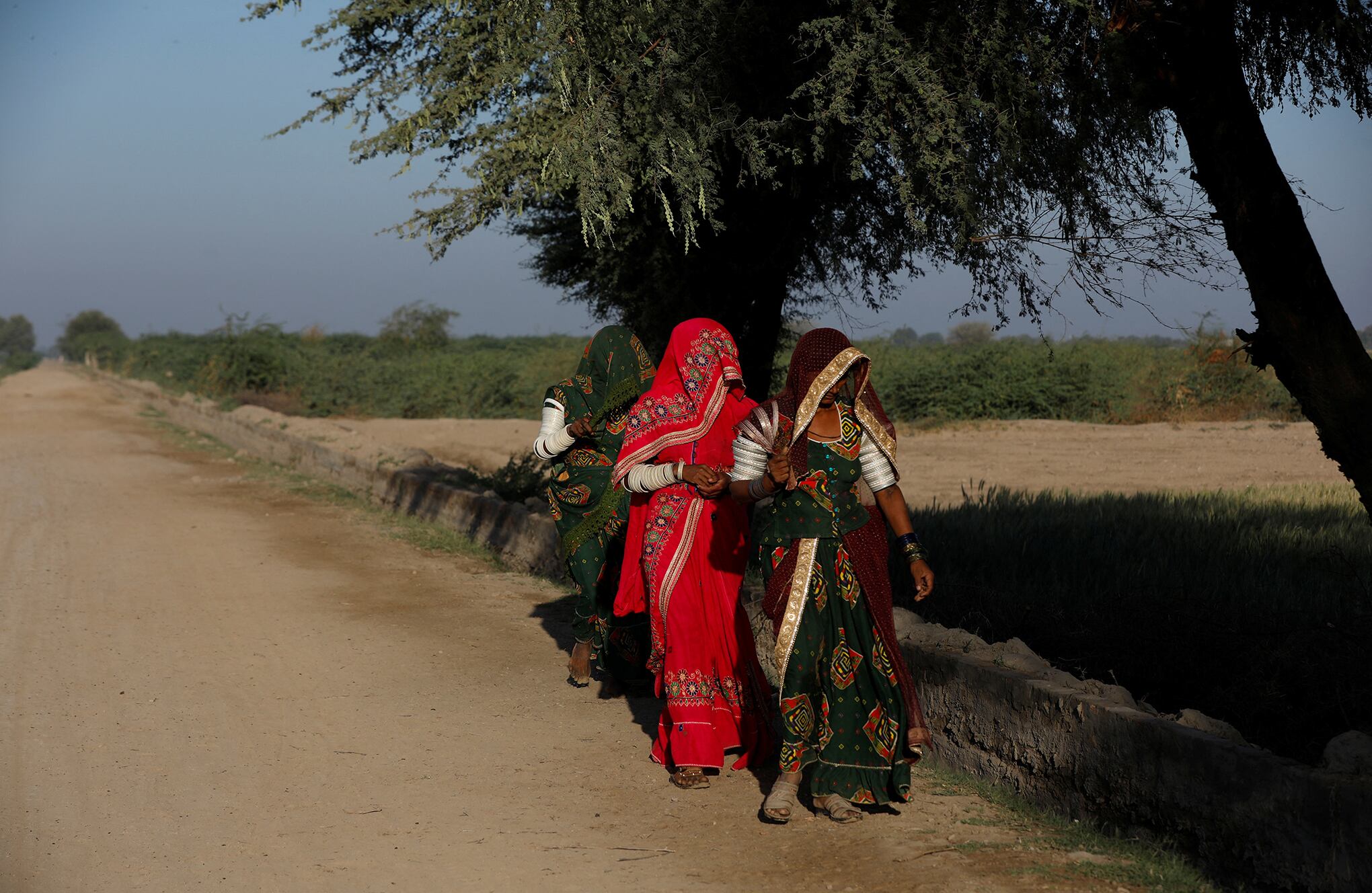 En Imágenes : Los agricultores pakistaníes luchan una batalla perdida para salvar la cosecha de chile