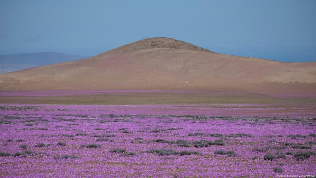 Las flores transforman con su color el paisaje árido de Atacama.