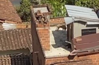 El perrito sería un Lobo Siberiano.