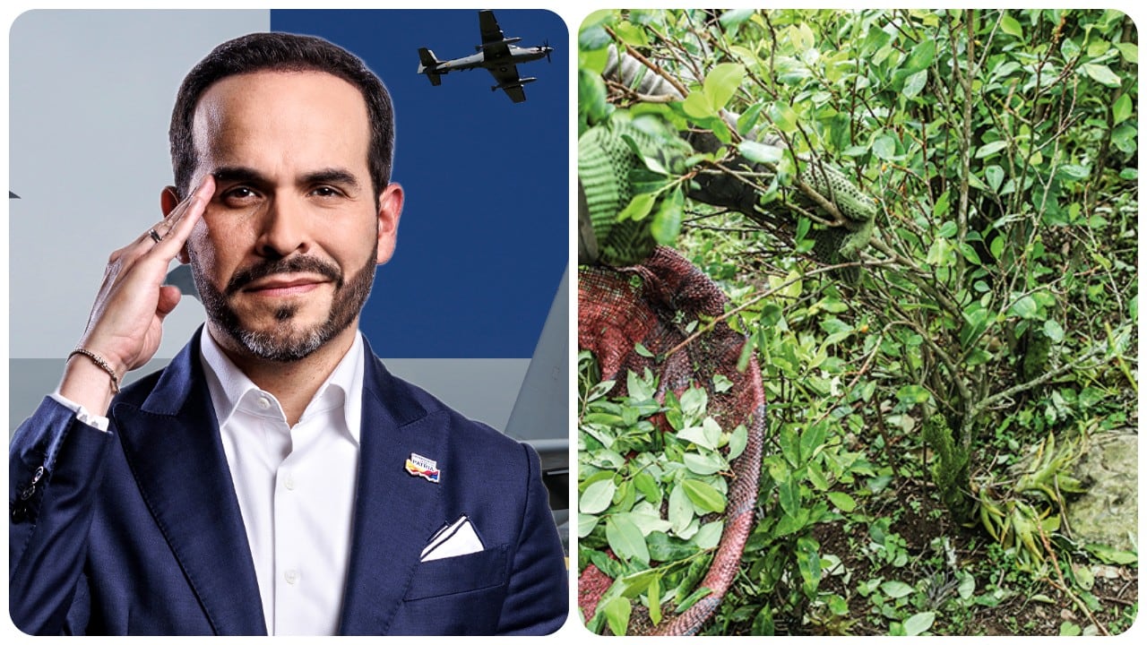 Abelardo De La Espriella y las plantaciones de coca.