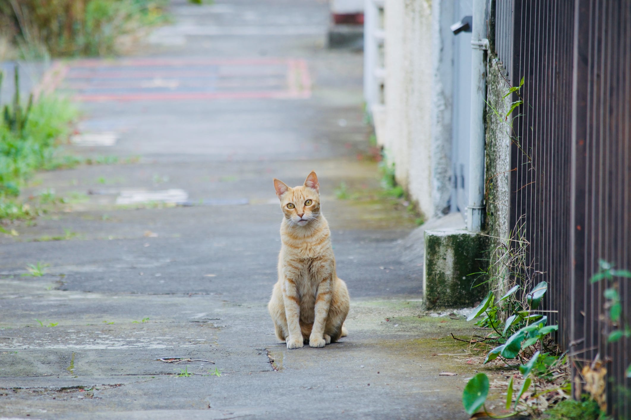 gatos