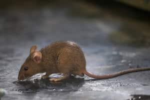 Los ratones son una plaga que puede causar afecciones de salud.