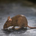 Los ratones son una plaga que puede causar afecciones de salud.