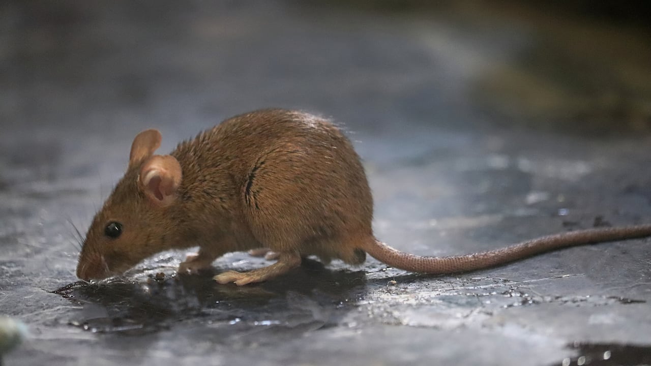 Los ratones son una plaga que puede causar afecciones de salud.