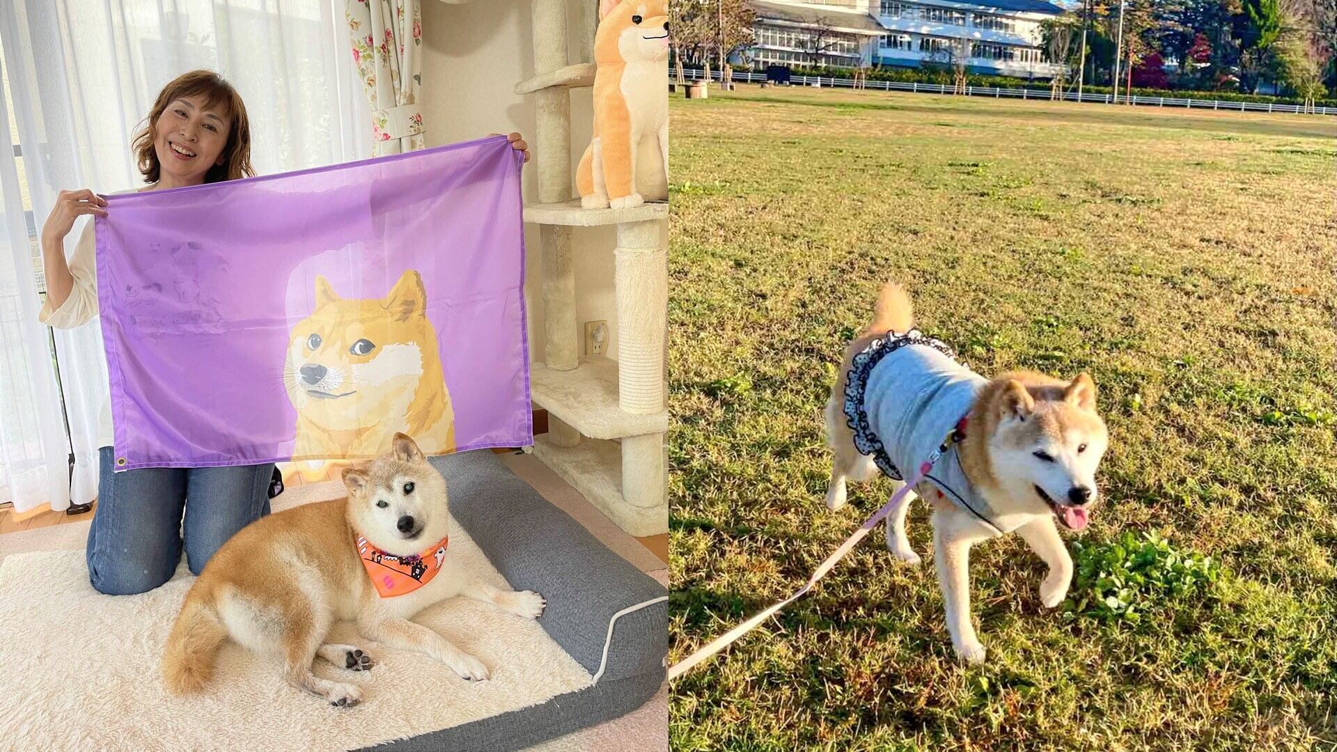 Kabosu y su dueña  Atsuko Sato son bastante activos en las redes sociales.