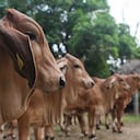 Según el ICA se revisaron 28 predios en la zona de alta vigilancia de Arauca, con un censo bovino de 1.047 animales.