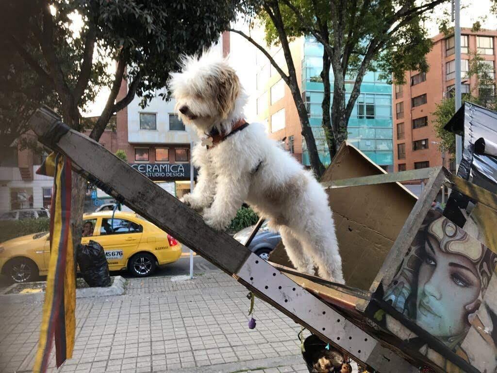 Max, perro de Manuel Arboleda el reciclador que falleció en Mariquita por salvarle la vida. Foto: Archivo particular