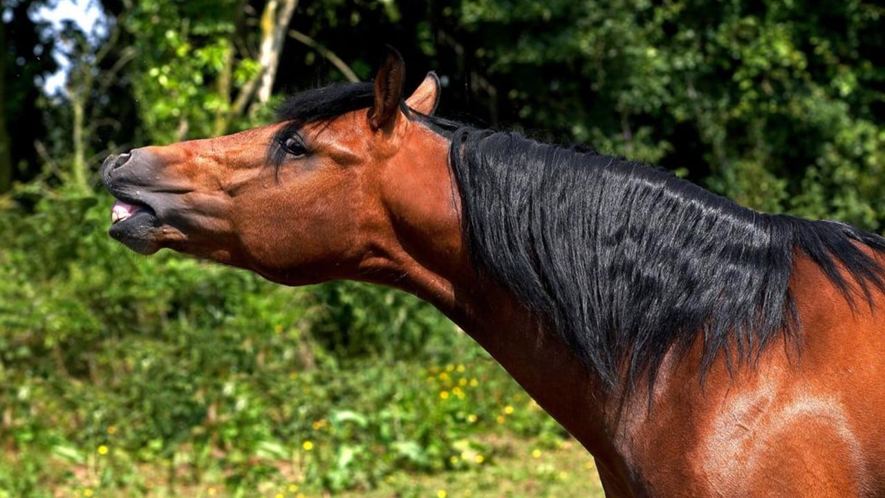El relincho del caballo combinó dos frecuencias independientes producidas por mecanismos vocales distintos, según un nuevo estudio.