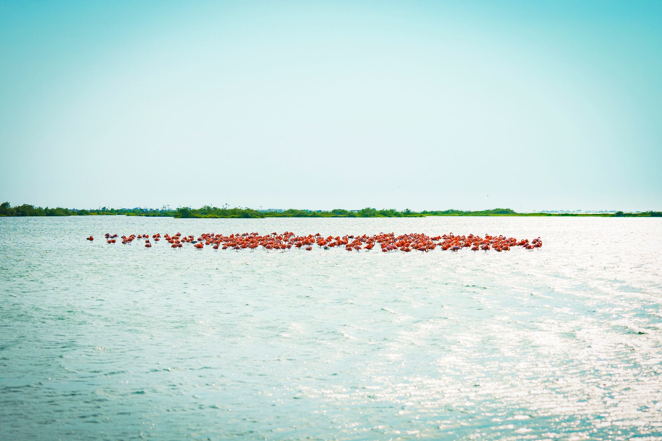 Flamencos en Colombia