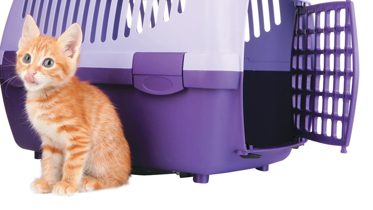 Antes de decidir tener un gato como miembro de tu familia, considera la cantidad de dinero que tendrás que invertir en su cuidado.