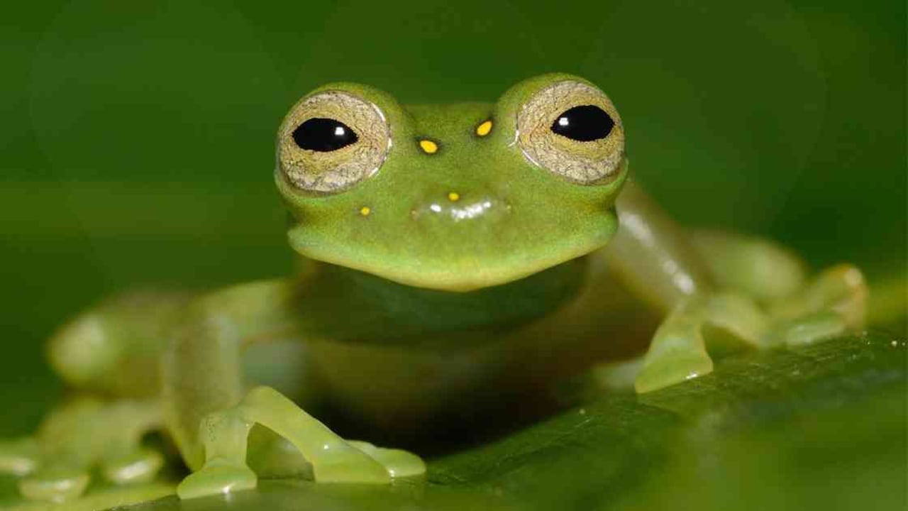 El Chocó alberga una gran diversidad de esta especie de anfibio. Foto: Gustavo González/ WCS.