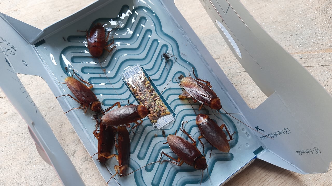 Las cucarachas pueden desarrollarse por una deficiente limpieza.