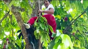 Verónica Alcocer recogiendo peras de un árbol en su tierra natal.