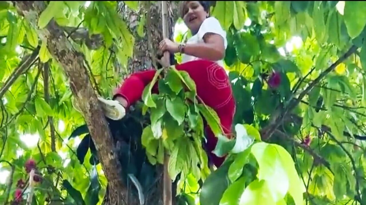 Verónica Alcocer recogiendo peras de un árbol en su tierra natal.