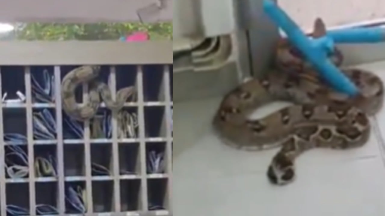 Boa