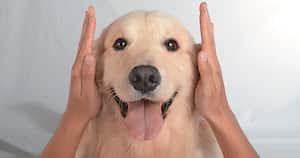 Cuando un perrito presenta alguna condición de discapacidad, es importante ser consciente de que su tenencia implica una gran responsabilidad.