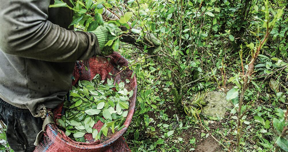 Los cultivos de coca crecen en varias regiones de Colombia.