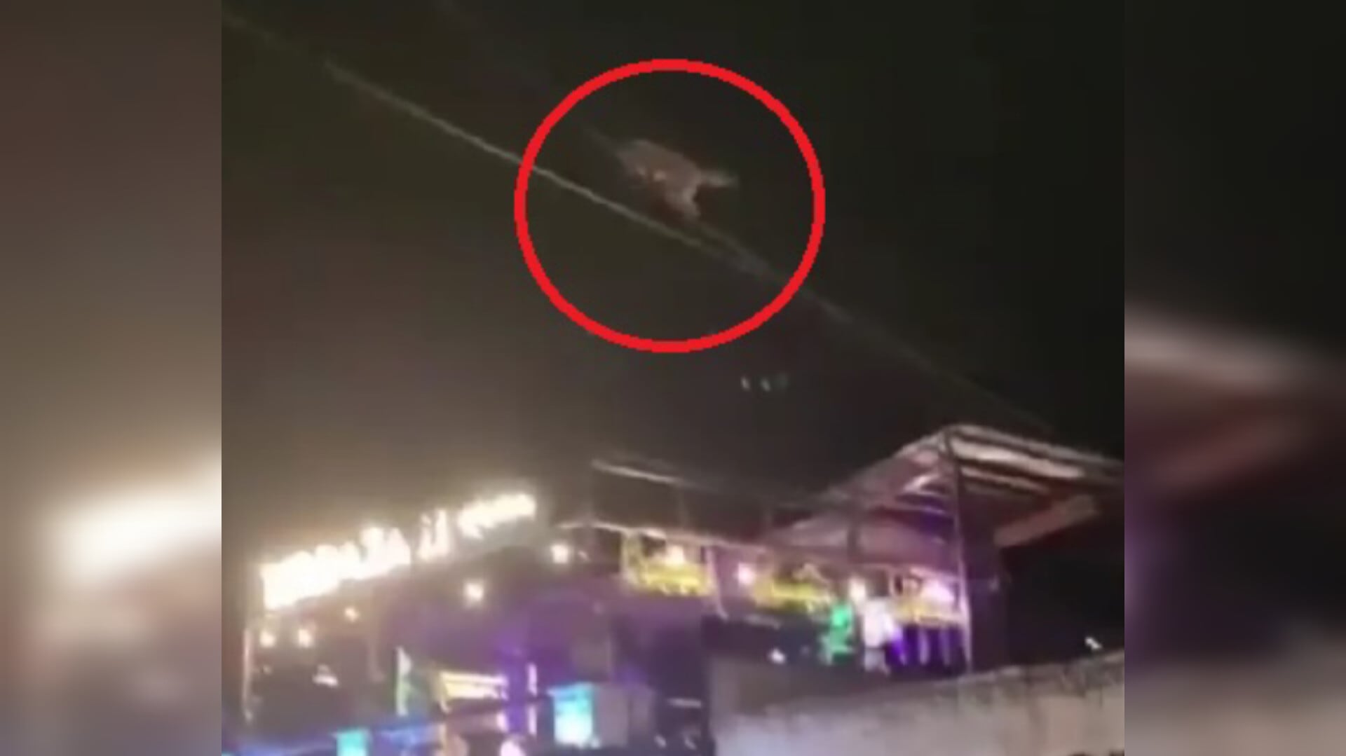 Bomberos rescataron a un mono aotus que estaba en las cuerdas eléctricas de reconocido sector de Cali.