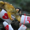 Evento "La magia de la Navidad" en ZSL London Zoo (imagen de referencia).