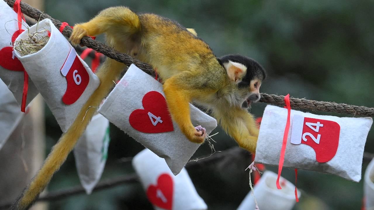 Evento "La magia de la Navidad" en ZSL London Zoo (imagen de referencia).