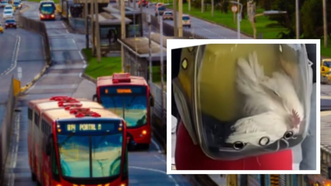 En el sistema de trasporte de Bogotá se suelen presentar singulares situaciones, como la de llevar un pollo. Foto: Getty Images